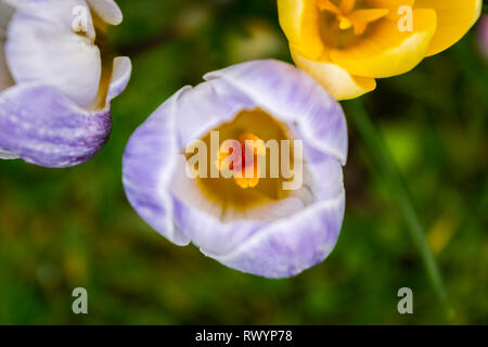 Crocus' dans l'herbe, l'est du Devon, Angleterre du Sud-Ouest, Royaume-Uni. Banque D'Images