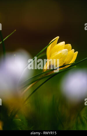 Crocus' dans l'herbe, l'est du Devon, Angleterre du Sud-Ouest, Royaume-Uni. Banque D'Images