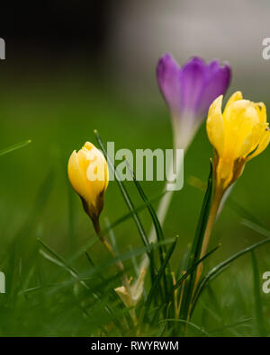 Crocus' dans l'herbe, l'est du Devon, Angleterre du Sud-Ouest, Royaume-Uni. Banque D'Images