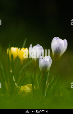 Crocus' dans l'herbe, l'est du Devon, Angleterre du Sud-Ouest, Royaume-Uni. Banque D'Images