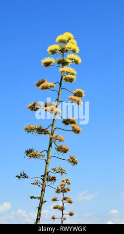 Agave américain floraison (Agave americana), Espagne Banque D'Images