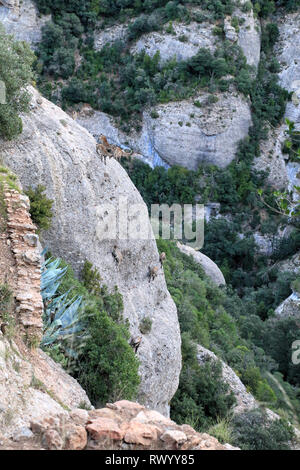 Les chèvres de montagne à Montserrat, en Catalogne, Espagne Banque D'Images