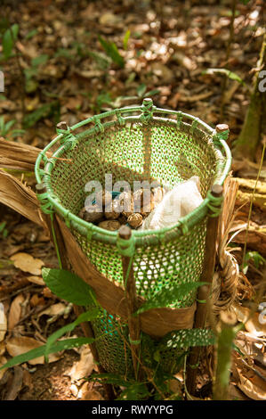 L'État de Mato Grosso, Brésil. Une conception traditionnelle, mais panier Kayapos en plastique ruban contraignant, se dresse sur le sol de la forêt tropicale avec Cumaru (Di Banque D'Images