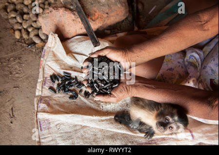 Village de Piaraçu (Aldeia Piaraçu), l'État de Mato Grosso, Brésil. Une femme Kayapo est titulaire d'une poignée d'IPE (Dipterix odorata, fèves tonka) décortiquées pendant qu'il Banque D'Images