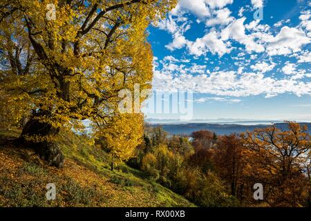 Vieux tilleul à grandes feuilles (Tilia platyphyllos) en automne, Haldenhof, près de Radolfzell, Überlingen, le lac de Constance Banque D'Images