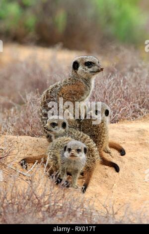 Les suricates (Suricata suricatta), des profils avec trois jeunes animaux, Oudtshoorn, Western Cape, Afrique du Sud Banque D'Images