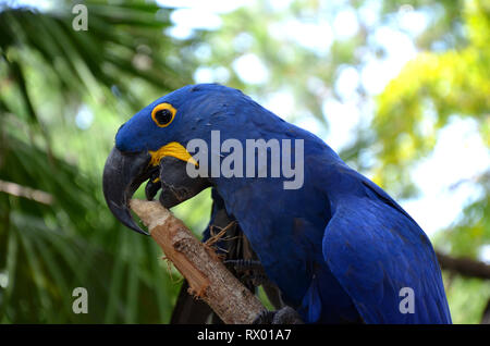 Ara bleu Hyazinth espèces menacées d'Amérique du Sud Banque D'Images