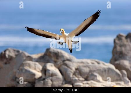 Cape de Bassan (Morus capensis), flying adultes, approcher, Lamberts Bay, Western Cape, Afrique du Sud Banque D'Images