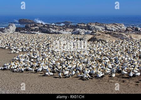 Cape de Bassan (Morus capensis), colonie d'oiseaux sur la côte, Lamberts Bay, Western Cape, Afrique du Sud Banque D'Images