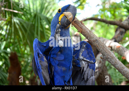 Ara bleu Hyazinth espèces menacées d'Amérique du Sud Banque D'Images
