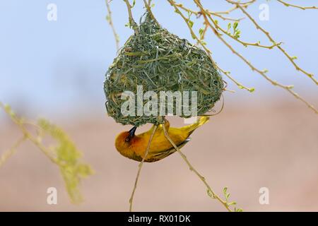 Cape Weaver (Ploceus capensis), mâle adulte, s'interrompt sur le nid pendant la construction du nid, Petit Karoo, Western Cape, Afrique du Sud Banque D'Images