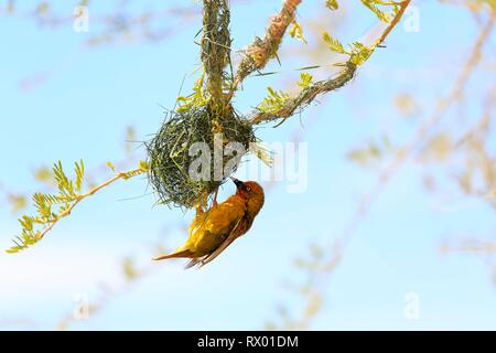 Cape Weaver (Ploceus capensis), mâle adulte, s'interrompt sur le nid pendant la construction du nid, Petit Karoo, Western Cape, Afrique du Sud Banque D'Images