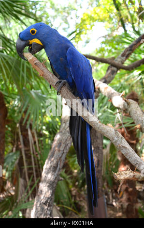 Ara bleu Hyazinth espèces menacées d'Amérique du Sud Banque D'Images