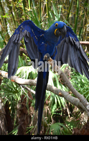 Ara bleu Hyazinth espèces menacées d'Amérique du Sud Banque D'Images