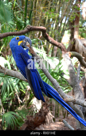 Ara bleu Hyazinth espèces menacées d'Amérique du Sud Banque D'Images