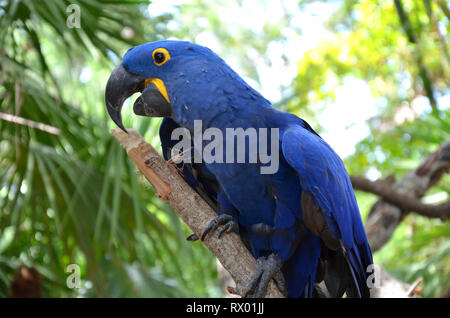 Ara bleu Hyazinth espèces menacées d'Amérique du Sud Banque D'Images