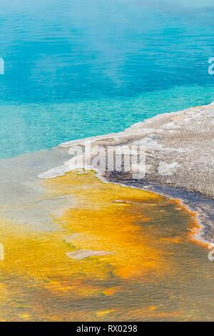 Les bactéries et les algues jaunes sur le bord d'une source chaude, piscine Saphir, Black Sand Basin et biscuit Basin, piscine saphir Banque D'Images