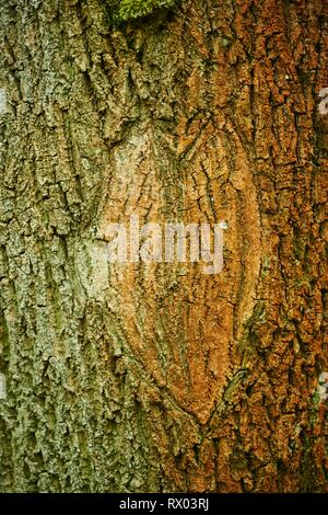 Un coeur rayé dans l'écorce d'un tronc d'arbre, Bavière, Allemagne Banque D'Images