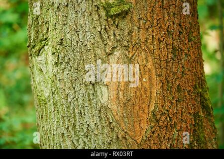 Un coeur rayé dans l'écorce d'un tronc d'arbre, Bavière, Allemagne Banque D'Images