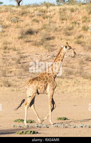 Girafe (Giraffa camelopardalis) marcher le long de la rivière à sec de la rivière Auob, au coucher du soleil, Trandfrontier Kgalagadi Park, Northern Cape, Kalahari, S Banque D'Images