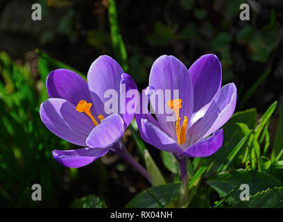 Crocus sativus. Banque D'Images