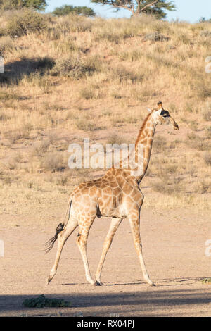 Girafe (Giraffa camelopardalis) marcher le long de la rivière à sec de la rivière Auob, au coucher du soleil, Trandfrontier Kgalagadi Park, Northern Cape, Kalahari, S Banque D'Images