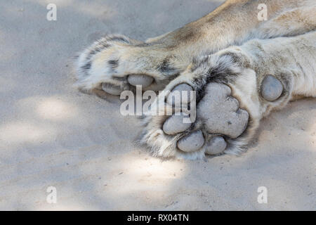 Détail de la patte d'un lion endormi, lionne, Panthera leo, Kgalagadi Transfrontier Park, Northern Cape, Désert du Kalahari, Afrique du Sud sur le sable Banque D'Images