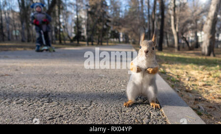 Squirrel se dresse sur ses pattes arrière en automne parc. Le petit garçon dans l'arrière-plan est la même pose que cet écureuil. Banque D'Images