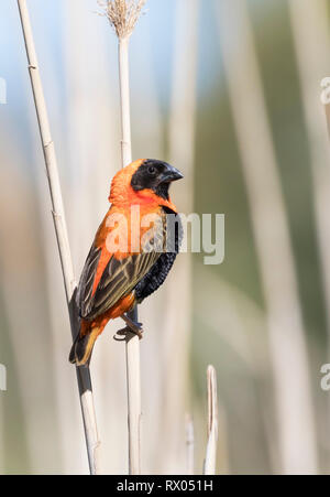 L'Évêque rouge du sud, Euplectes orix mâle reproducteur, perché sur un roseau, la rivière Breede, Robertson, Western Cape en été Banque D'Images