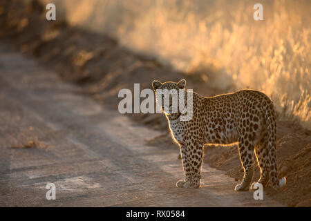 Leopard dans l'après-midi d'or lumière. Banque D'Images