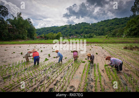 Les champs de riz de Tana Toraja de Sulawesi Sud, près de la ville de Rantepao. Banque D'Images