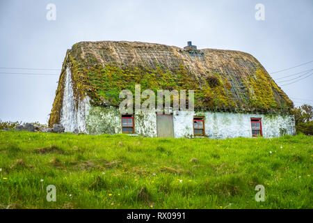 Roseau commun houes sur l'Inishmore, Aran Island, Irlande Banque D'Images