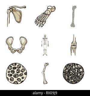 Fémur,foot,,hanche,l'appareil locomoteur Fracture,fibre,ostéoporose,bassin,cheville,bony,joints,sain,scientifique,la douleur,cell,,jambe,tissu,biais squelettiques pelviens,,la podologie,chirurgie,Genou,system,dommage,musculaire,avant-pied,conjonctif,tibia,os,anatomie,squelette humain,organes,médical,médecine,clinique,biologie,,set,icône,,illustration,collection,isolé,design,graphisme,élément signe,caricature,couleur,vecteurs vecteur , Illustration de Vecteur