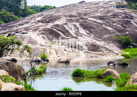 Le buffle d'eau. Parc national de Yala. Le Sri Lanka. Banque D'Images