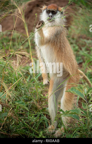 Erythrocebus Patas monkey, patas, le Parc National de la vallée de Kidepo, Ouganda Banque D'Images