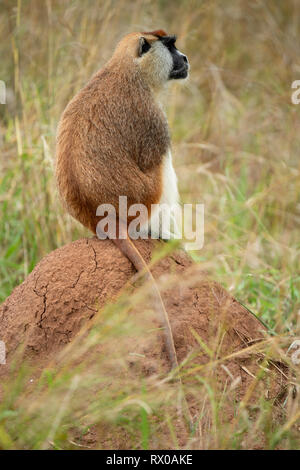 Erythrocebus Patas monkey, patas, le Parc National de la vallée de Kidepo, Ouganda Banque D'Images