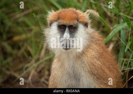 Erythrocebus Patas monkey, patas, le Parc National de la vallée de Kidepo, Ouganda Banque D'Images