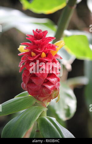 Les espèces de Costus, tour rouge, gingembre Costus barbatus, velours rouge, Gingembre Gingembre Spirale, Alpinia comosa, Costus maritimus fleur. Costus comosus Banque D'Images