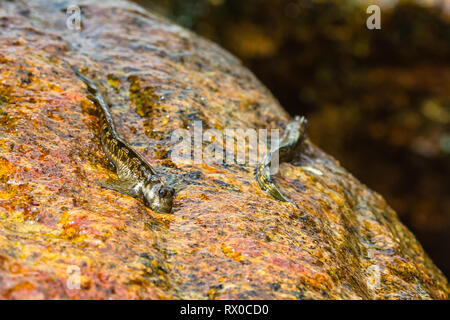 La macrophotographie. Mudskipper sur rock. Le Sri Lanka. Banque D'Images