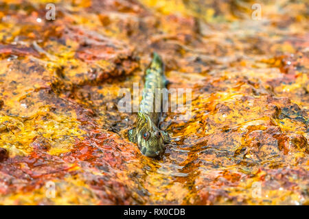 La macrophotographie. Mudskipper sur rock. Le Sri Lanka. Banque D'Images