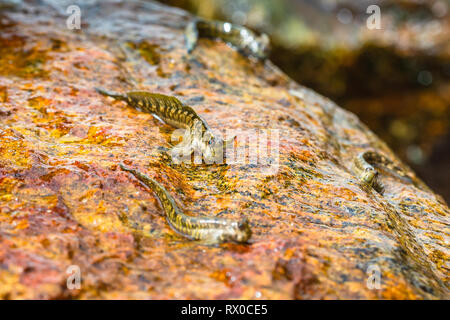 La macrophotographie. Mudskipper sur rock. Le Sri Lanka. Banque D'Images