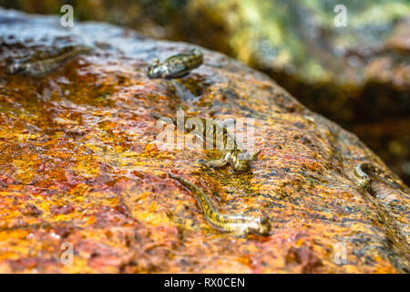 La macrophotographie. Mudskipper sur rock. Le Sri Lanka. Banque D'Images