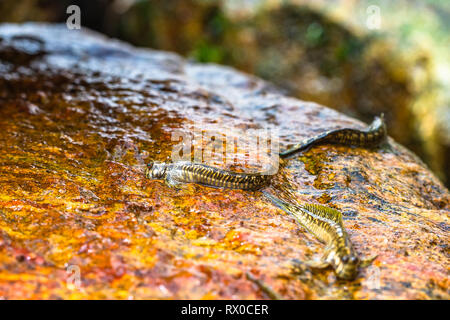 La macrophotographie. Mudskipper sur rock. Le Sri Lanka. Banque D'Images