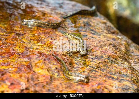 La macrophotographie. Mudskipper sur rock. Le Sri Lanka. Banque D'Images