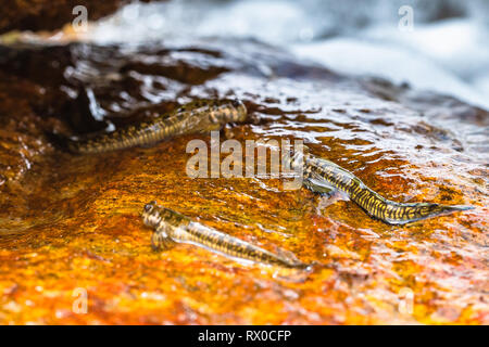 La macrophotographie. Mudskipper sur rock. Le Sri Lanka. Banque D'Images