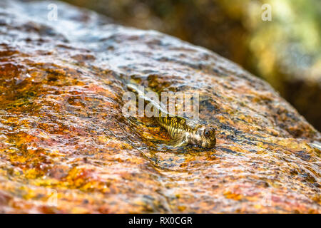La macrophotographie. Mudskipper sur rock. Le Sri Lanka. Banque D'Images