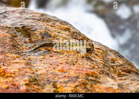 La macrophotographie. Mudskipper sur rock. Le Sri Lanka. Banque D'Images