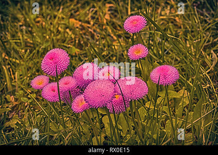 Fleurs de Printemps représenté dans un arrière-plan peint floue Banque D'Images