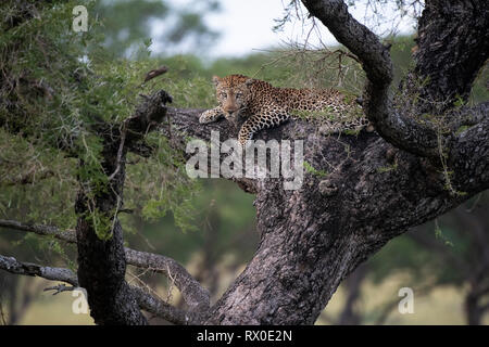 Leopard dans un arbre, Panthera pardus, Murchison Falls National Park, de l'Ouganda Banque D'Images