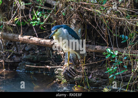 Bihoreau gris noir. Parc national de Yala. Le Sri Lanka. Banque D'Images